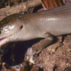 Image for article titled "Hammer-biter" marsupials were a weird mix of mammal and lizard